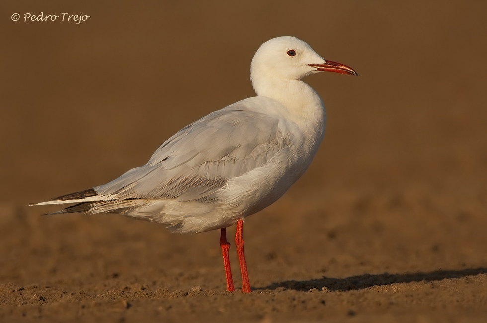 Gaviota picofina (Larus genei)